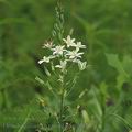 Ornithogalum_pyramidale_af0978