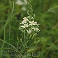 Ornithogalum_pyramidale_af0984