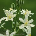 Ornithogalum_pyramidale_af0990