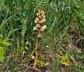 Orobanche_reticulata_jd7992