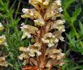 Orobanche_reticulata_jd7994