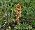 Orobanche_reticulata_jd7997