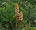 Orobanche_reticulata_jd7999