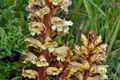 Orobanche_reticulata_jd8003