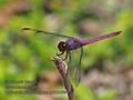 Orthemis_macrostigma_p3290694