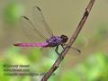 Orthemis_macrostigma_p3290709