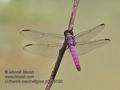 Orthemis_macrostigma_p3290720