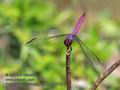 Orthemis_macrostigma_p3290732