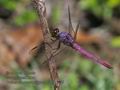 Orthemis_macrostigma_p3290770