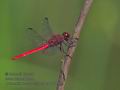 Orthemis_macrostigma_p4011262