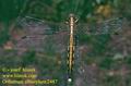 Orthetrum_albistyllum_2487