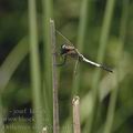 Orthetrum_albistylum_ai1769