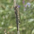 Orthetrum_albistylum_ai2300