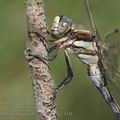 Orthetrum_albistylum_ai2310