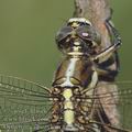 Orthetrum_albistylum_ai2328