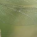 Orthetrum_albistylum_ai2332