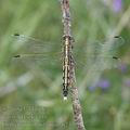 Orthetrum_albistylum_ai2337