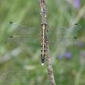 Orthetrum_albistylum_ai2337