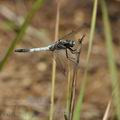 Orthetrum_albistylum_bd0808