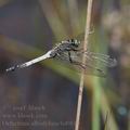 Orthetrum_albistylum_bd0810