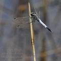 Orthetrum_albistylum_bd0811