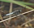 Orthetrum_albistylum_bd0814