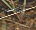 Orthetrum_albistylum_bd0816