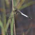 Orthetrum_albistylum_bd0820