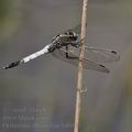 Orthetrum_albistylum_bd0823