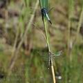 Orthetrum_albistylum_bd2662