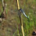 Orthetrum_albistylum_bd2666