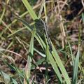 Orthetrum_albistylum_bd8481