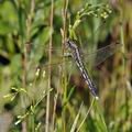 Orthetrum_albistylum_bd8504