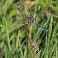 Orthetrum_albistylum_bd8510