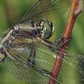 Orthetrum_albistylum_bd8592