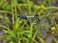 Orthetrum_albistylum_bs0407