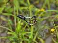 Orthetrum_albistylum_bs0408