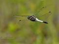 Orthetrum_albistylum_bs0410