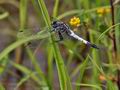 Orthetrum_albistylum_bs0434