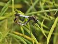 Orthetrum_albistylum_bs0472