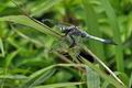 Orthetrum_albistylum_bs0478