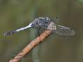 Orthetrum_albistylum_hh4053