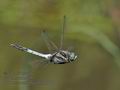 Orthetrum_albistylum_hh4066