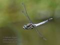 Orthetrum_albistylum_hh4166