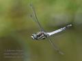 Orthetrum_albistylum_hh4166