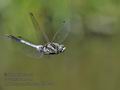 Orthetrum_albistylum_hh4233