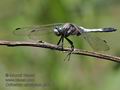 Orthetrum_albistylum_pf4186