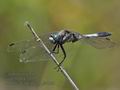 Orthetrum_albistylum_pf4195