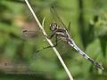 Orthetrum_albistylum_ra5240