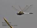 Orthetrum_albistylum_ra7860